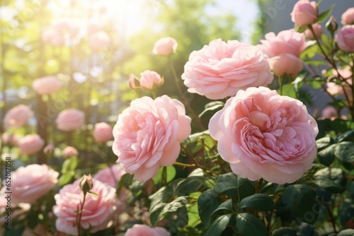 Fototapeta Naklejka Na Ścianę i Meble -  A beautiful bunch of pink roses in a garden. Perfect for adding a touch of elegance and romance to any project or design.