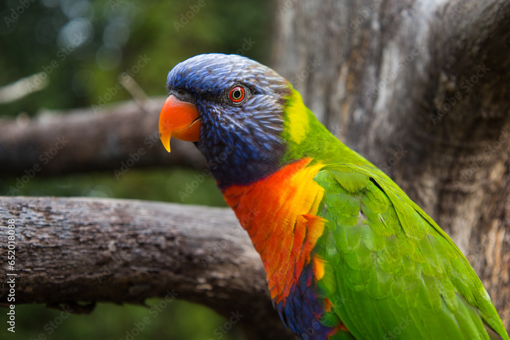 Le Loriquet arc-en-ciel (Trichoglossus moluccanus) est une espèce d'oiseaux originaire de l'est de l'Australie au plumage très coloré Le Loriquet arc-en-ciel (Trichoglossus moluccanus) est une espèce d'oiseaux originaire de l'est de l'Australie au plumage très coloré