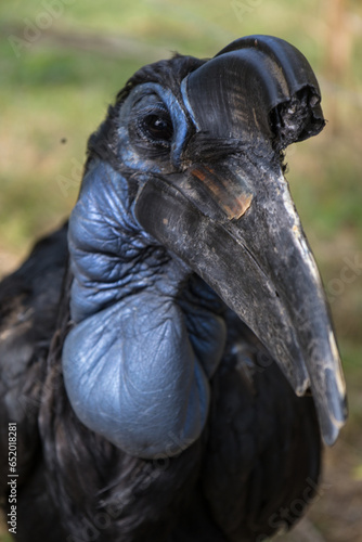 Bucorve d'Abyssinie, oiseau d'Afrique est une espèce d'oiseaux, proche des calaos, appartenant à la famille des Bucorvidae.