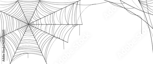Spider web vector illustration
