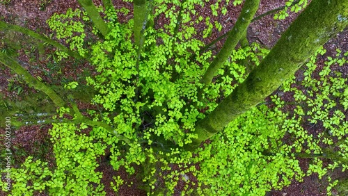 Beech forest in spring in the Hayal of Aloños. Municipality of Villacarriedo. Pas Valleys. Cantabria. Spain. Europe photo