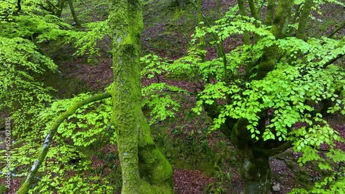 Beech forest in spring in the Hayal of Aloños. Municipality of Villacarriedo. Pas Valleys. Cantabria. Spain. Europe photo