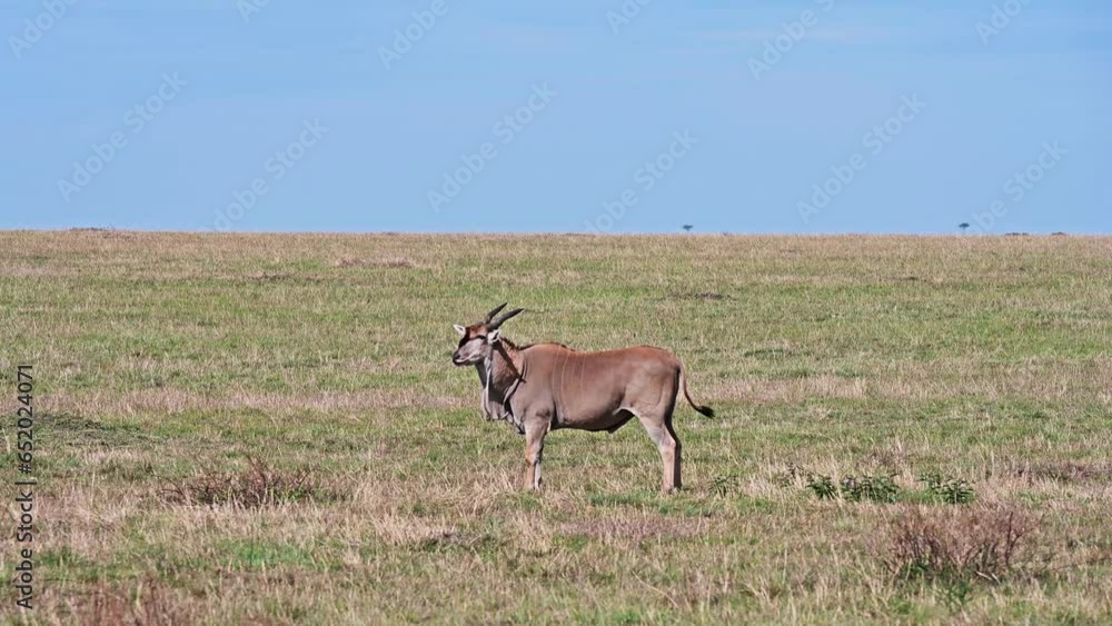 The common eland (Taurotragus oryx), also known as the southern eland or eland antelope, is a large-sized savannah and plains antelope. Kenya, Africa
The common eland (Taurotragus oryx), also known as the southern eland or eland antelope, is a large-sized savannah and plains antelope. Kenya, Africa