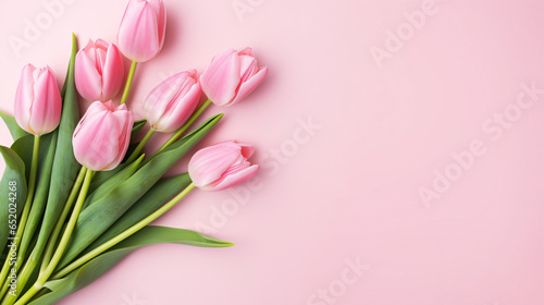 Pink tulips on pink background © John