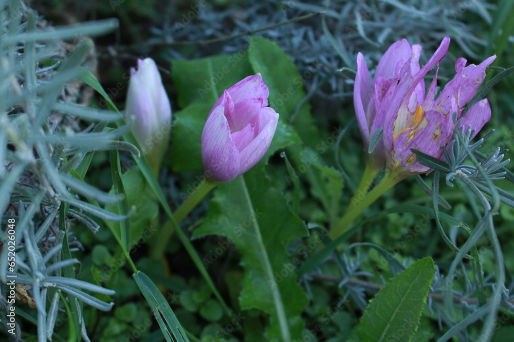Fototapeta premium purple crocus flowers