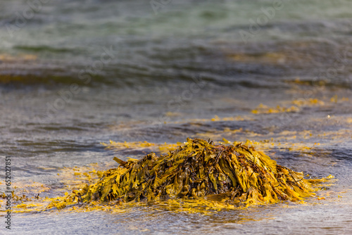 Algen auf Stein in Ostsee
