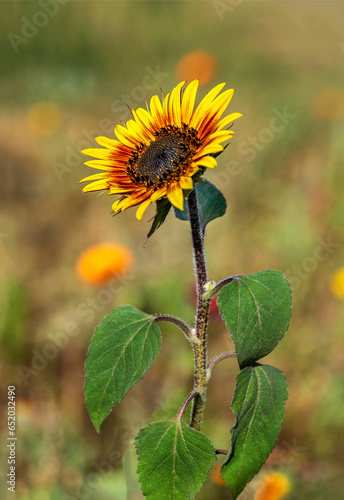 Yellow inflorescences of an ornamental and economic plant called Common Sunflower growing on road strips in the city of Białystok in Podlasie, Poland.