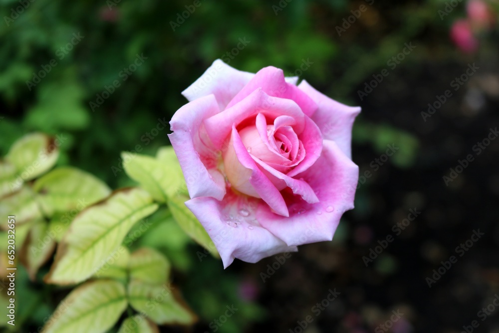 Beautiful rose close-up on blurry background