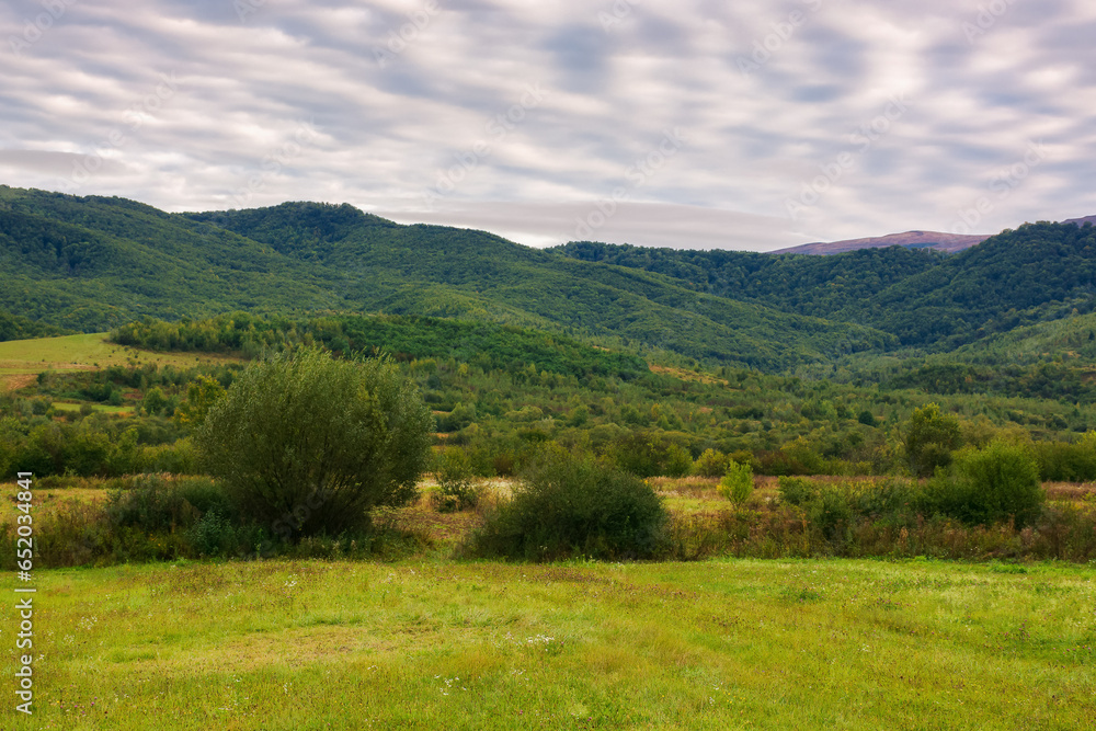 pasture on the hills of mountainous countryside. beautiful rural landscape of transcarpathia ukraine