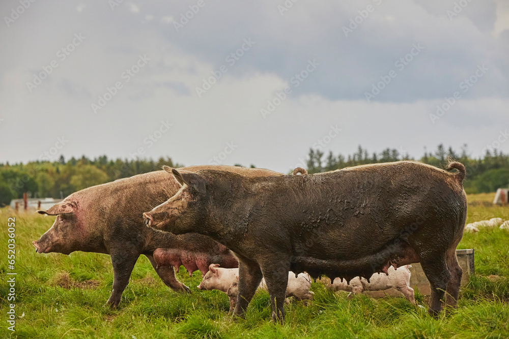 Eco pig farm in the field in Denmark Eco pig farm in the field in Denmark