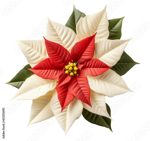 red and white poinsettia isolated on the transparent background PNG.