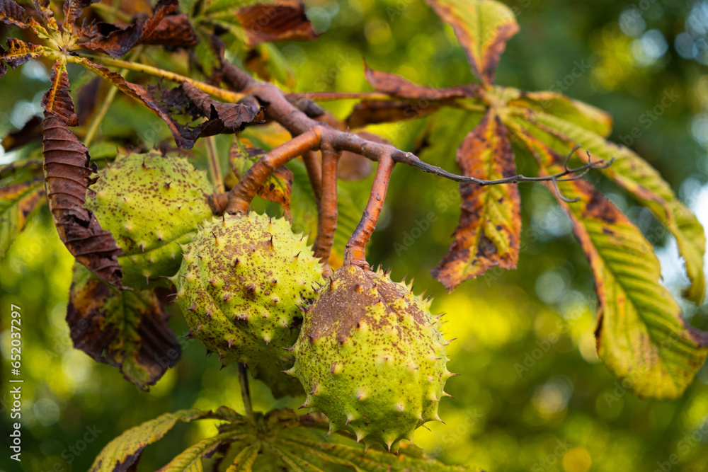 Chestnuts on a horse chestnut tree close-up. Black spots on dry leaves. - obrazy, fototapety, plakaty 