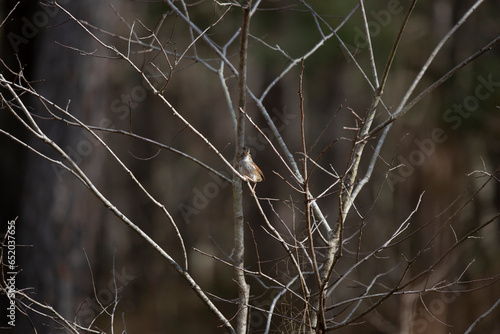 Swamp Sparrow Singing