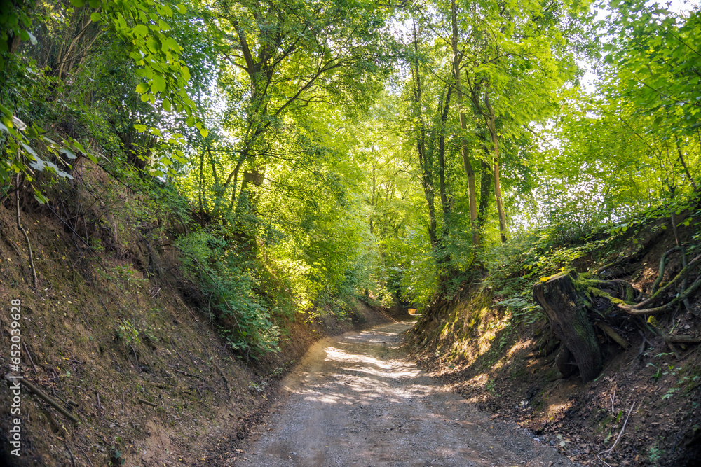 Obraz premium Tunnel of bushes and trees on a country road in the Zadni Treban. Czech