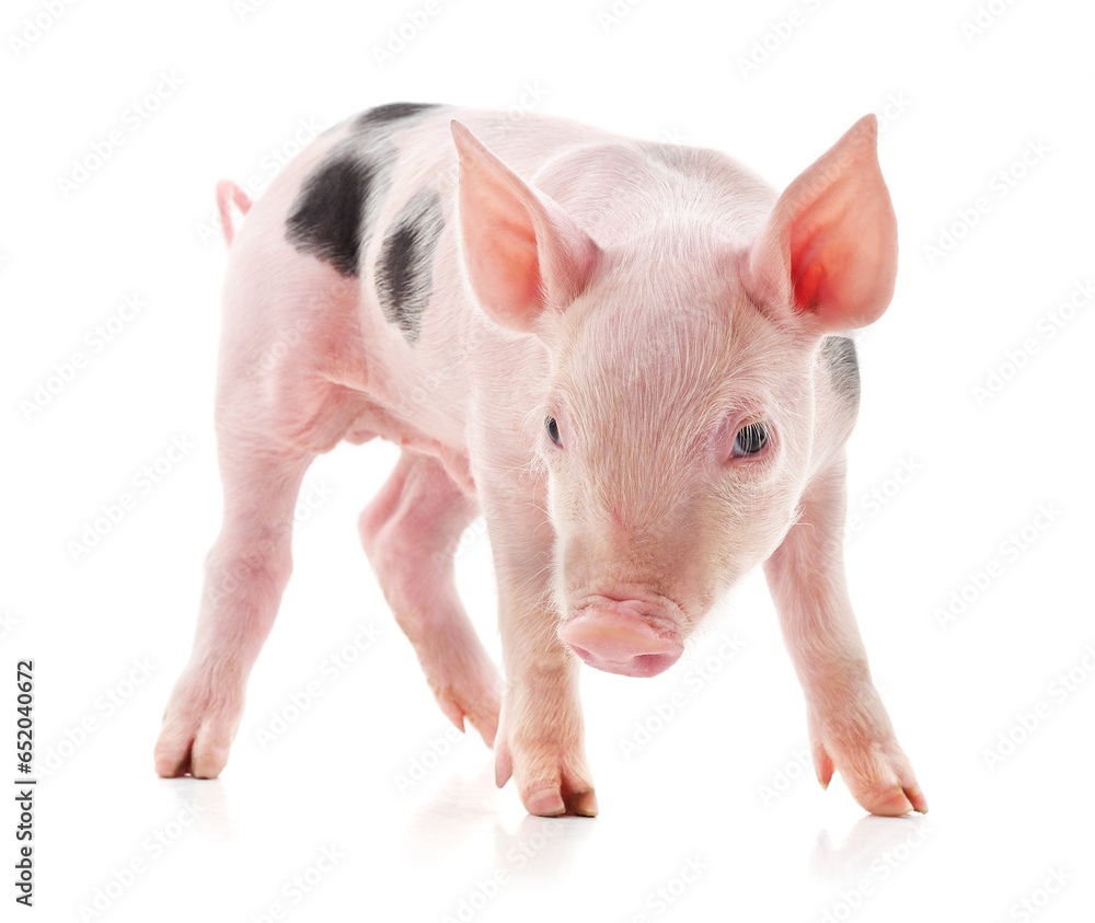 Little pink pig. Little pink pig.