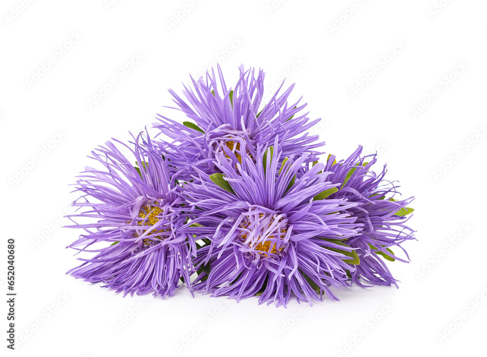 Bouquet of blue asters