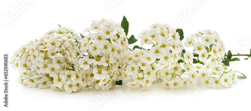 Branches with white spirea flowers.