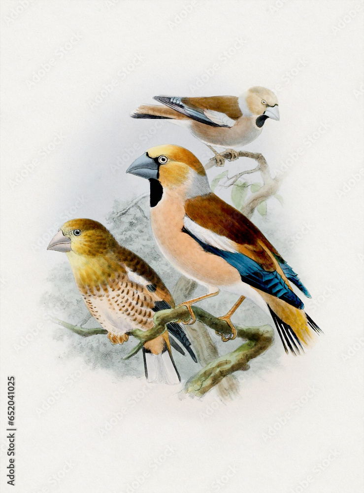 Fototapeta premium Beautiful bird illustration. Finch birds