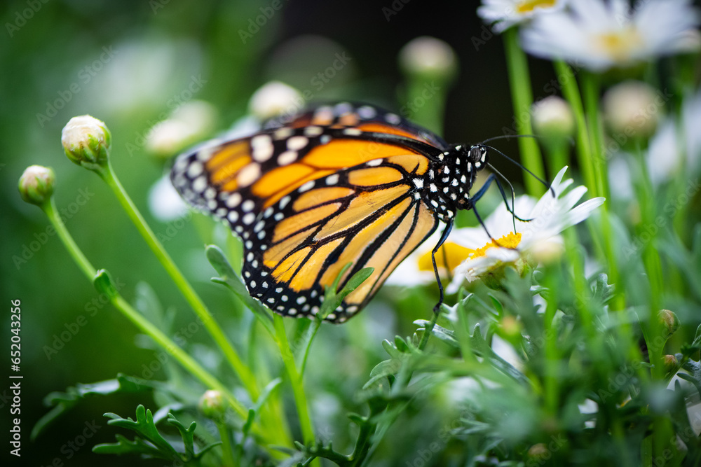 Obraz premium butterfly on a flower