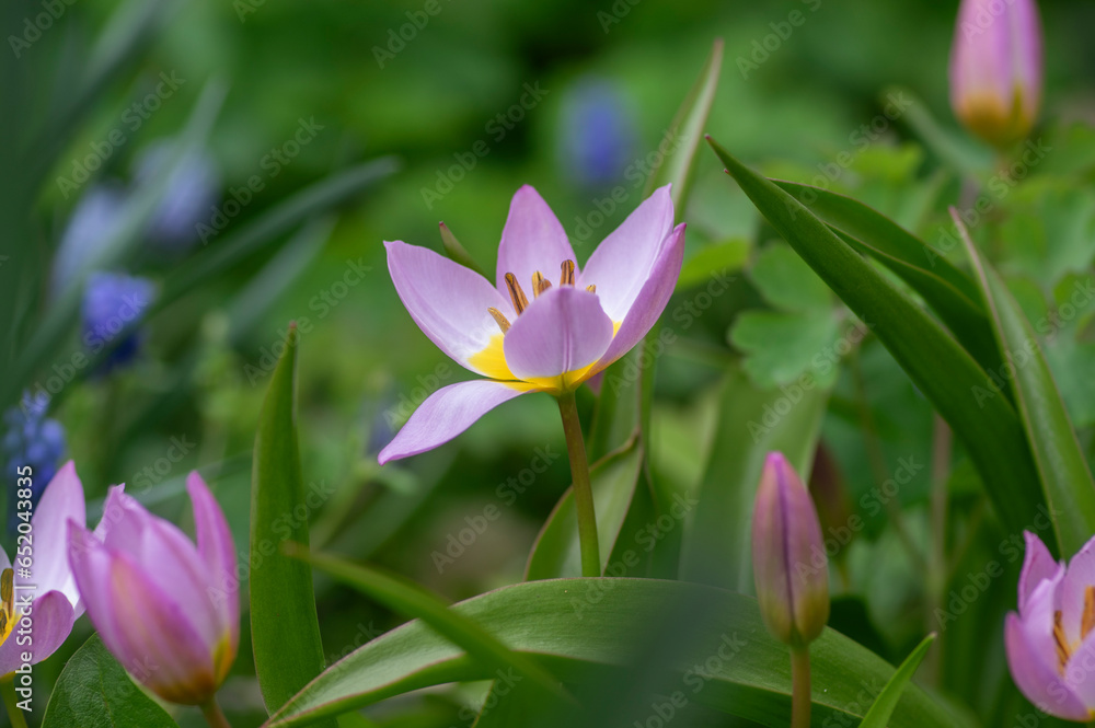 Fototapeta premium Tulipa saxatilis bright pink yellow flowering cretan tulip flowers, springtime beautiful ornamental rock plants in bloom