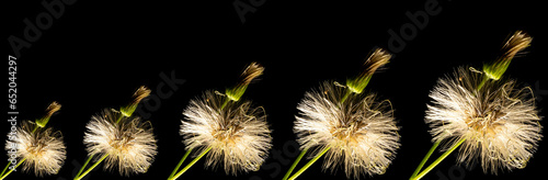 Dente-De-Leão flor de uma planta encontra da natureza da Mata Atlântica Brasileira. São Paulo, Brasil.   photo