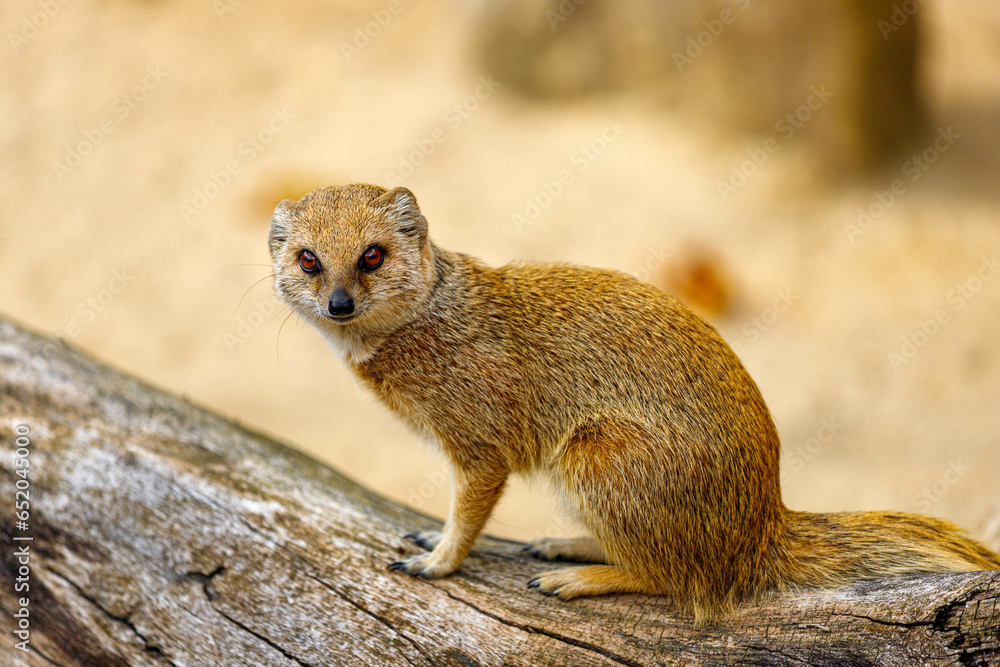 Fototapeta premium View of adult yellow mongoose, Cynictis penicillata, red meerkat