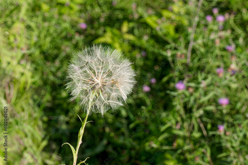 closeup on one dandelion, or Taraxacum officinale seed head, called cypsela, with a colorful out of focus background. Dandelion seed heads symbolize Transformation and Renewal