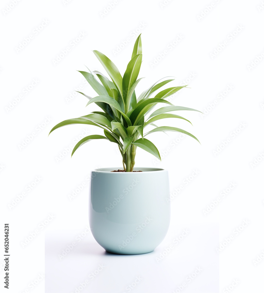 Light blue pot with a plant on a white background Light blue pot with a plant on a white background