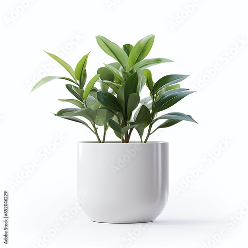 White pot with a beauty green plant on a white background