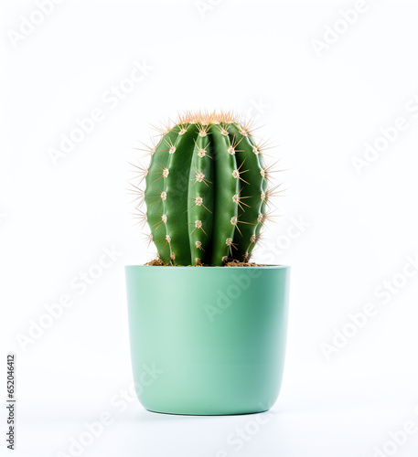 A little cactus in a blue pot on a white background