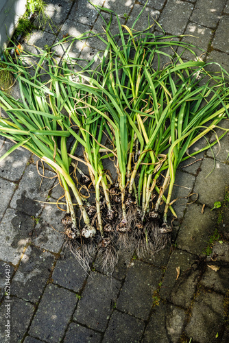 Freshly harvested garlic plants on the ground.