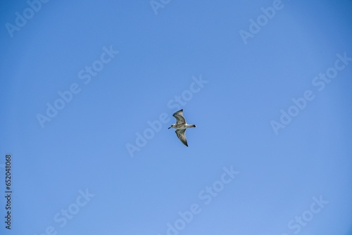 Image of a flying seagull