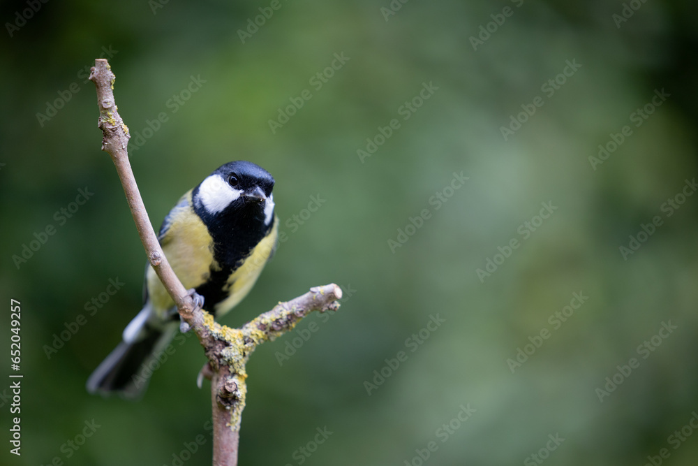 Obraz premium Bold, Colourful Great Tit (Parus major) perched on a Y-shaped bare branch - Yorkshire, UK in September