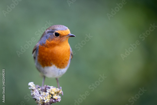 Beautiful European Robin (Erithacus rubecula) with colourful red breast perched on a small stump - Yorkshire, UK in early Autumn © Helen