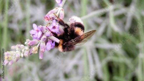 Bumblebee on lavender flower 