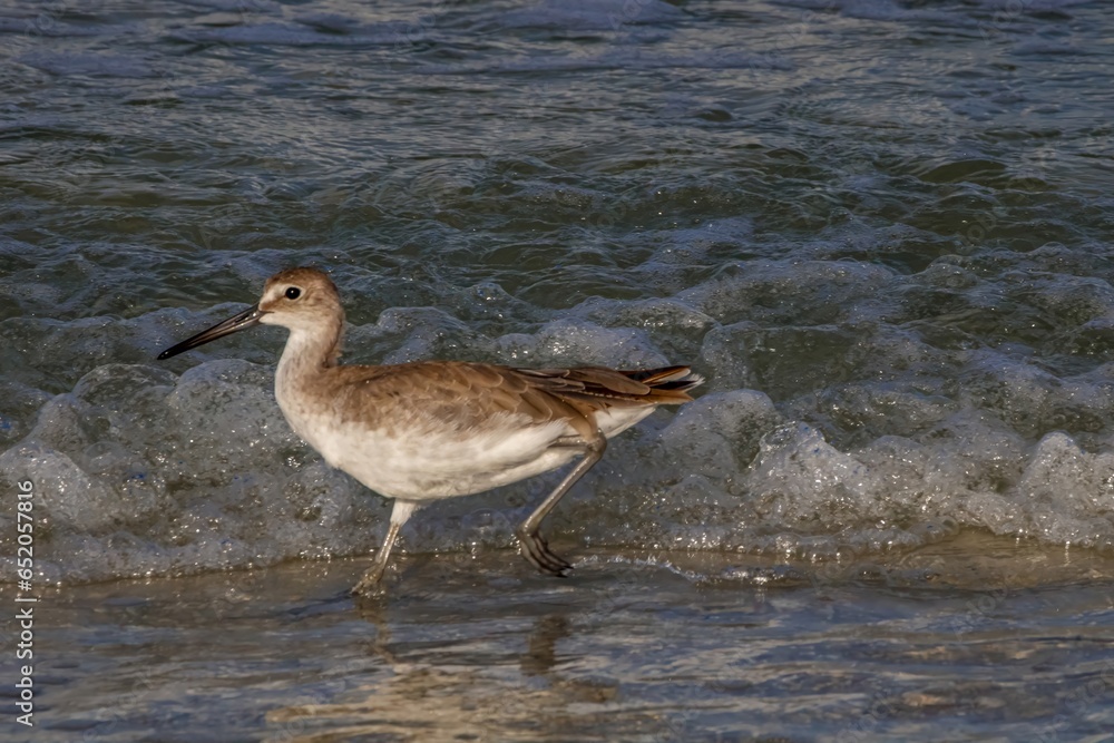 willet on the beach