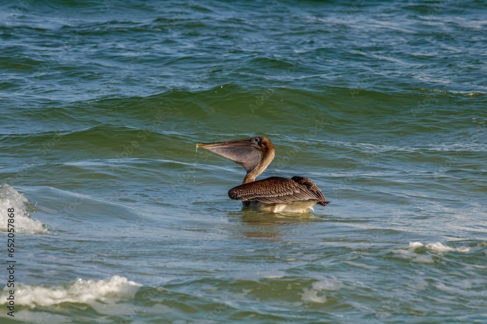 Fototapeta premium pelican on the beach
