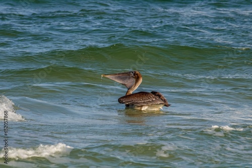 pelican on the beach © Suzanna