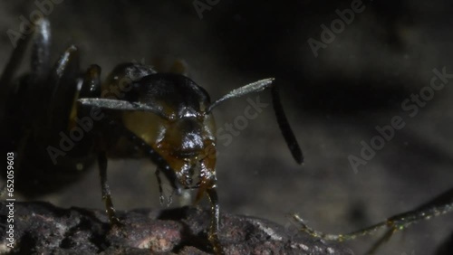  inside the anthill, uderground, ants and larvae photo