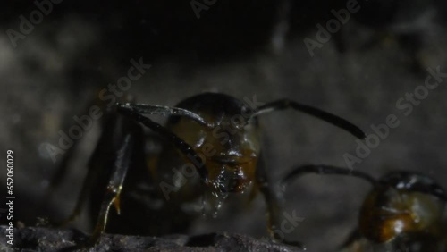  inside the anthill, uderground, ants and larvae photo