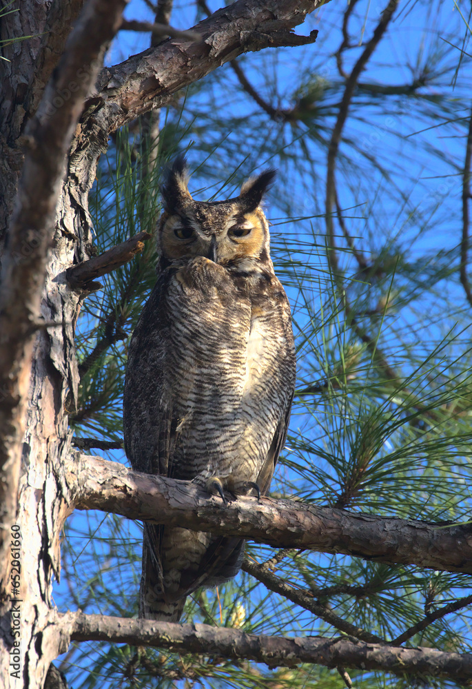 great horned owl in tree great horned owl in tree