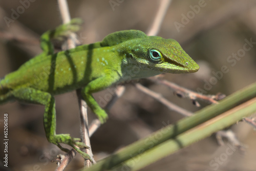 Green anole on dried twigs