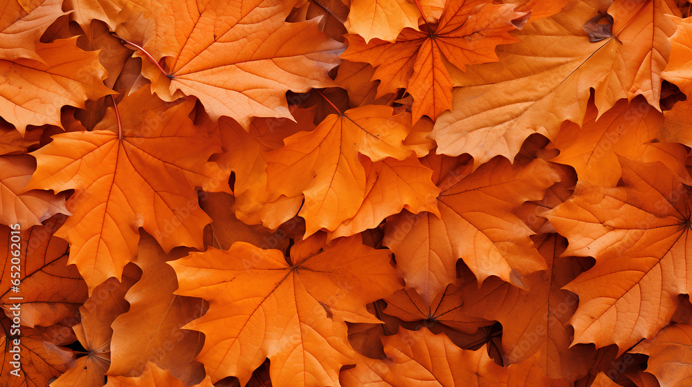 Background of orange and yellow autumn leaves. Background of orange and yellow autumn leaves.
