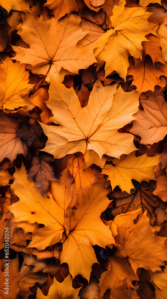 Fototapeta premium Background of orange and yellow autumn leaves.