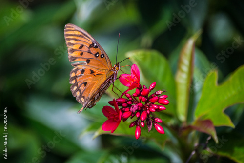 Orange fritillary butterfly on a red spike flower