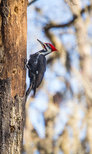 Pileated Woodpecker profile