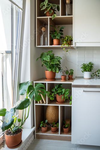 Green plants scindapsus, monstera, pilea, epipremnum in pots on shelves. Home garden in flat. Gardening hobby, greenery, planting concept. Growing domestic flowers in modern interior near window.