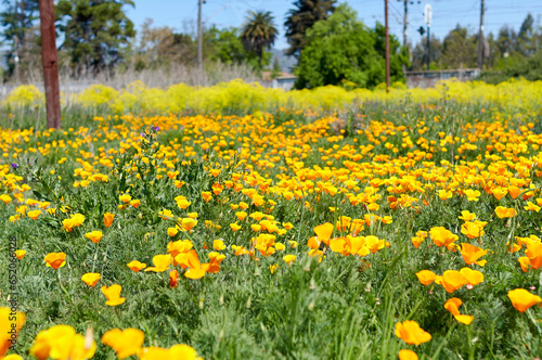 Yellow flowers in the countryside Eschscholzia californica 