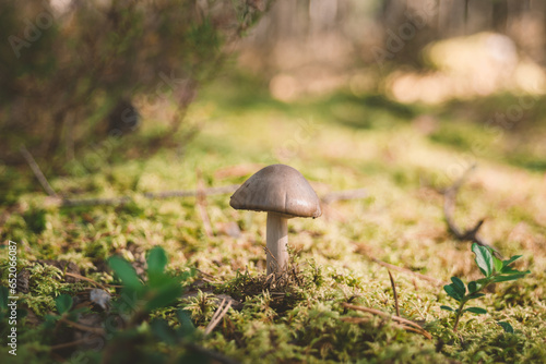 Small mushroom in moss close-up.