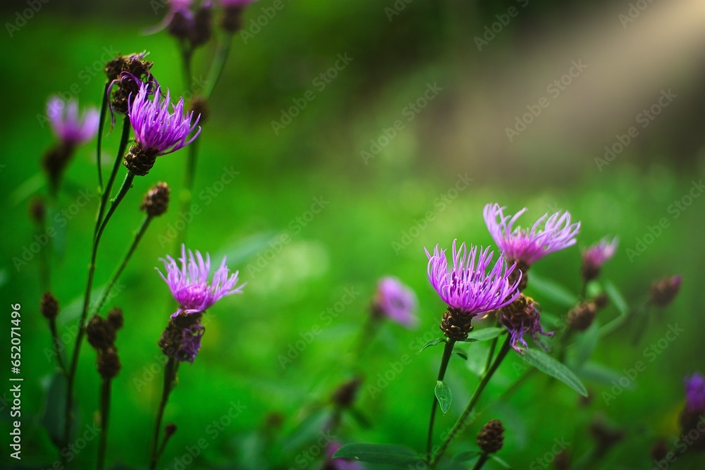 Flower-Macro Flower-Macro